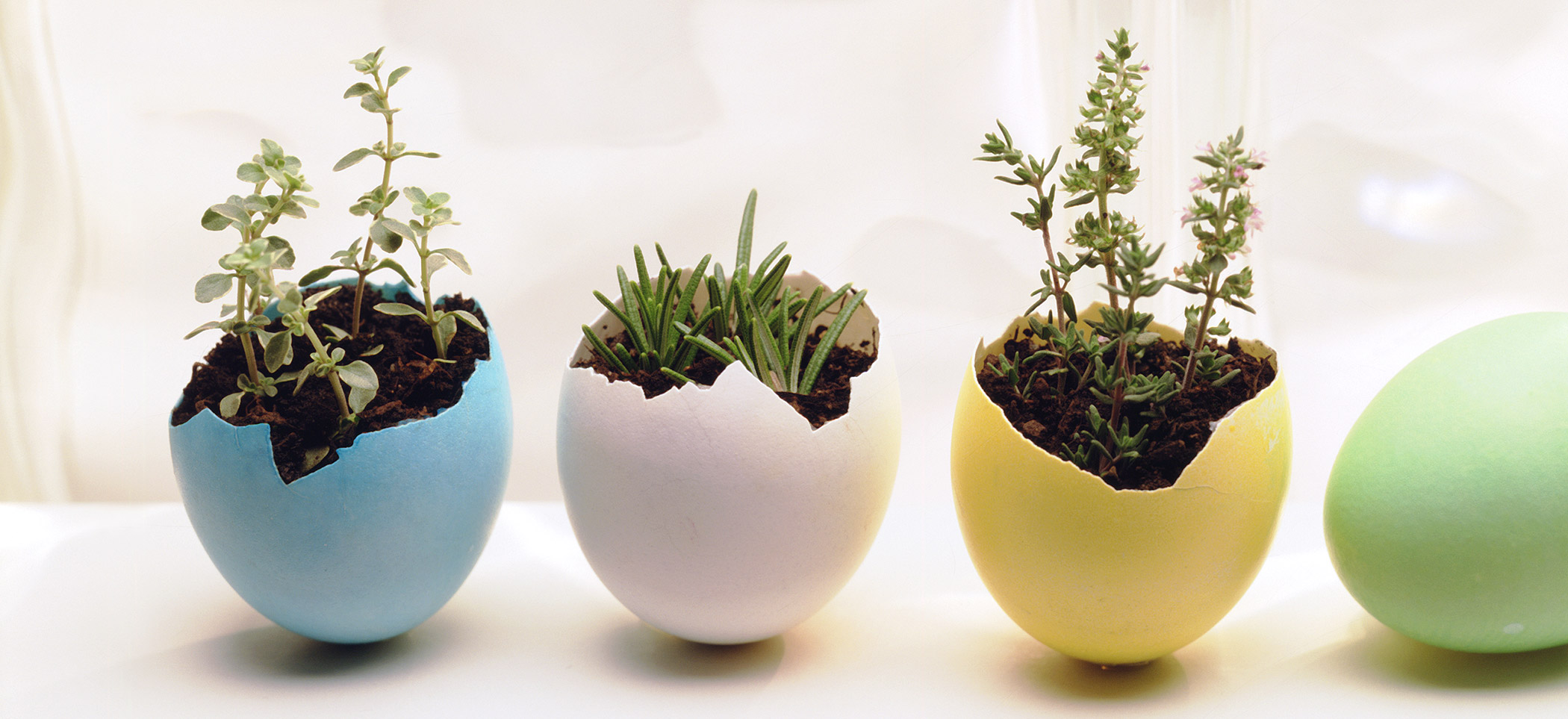 colored eggs with dirt and plants inside