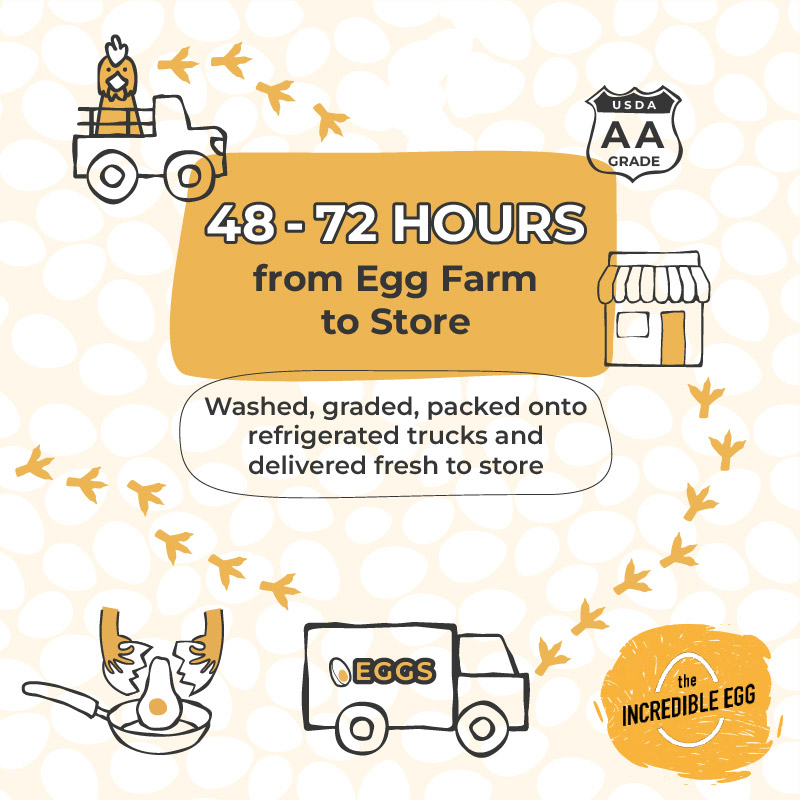 Infographic depicting journey of eggs from hen to home, highlighting the process of egg production and distribution