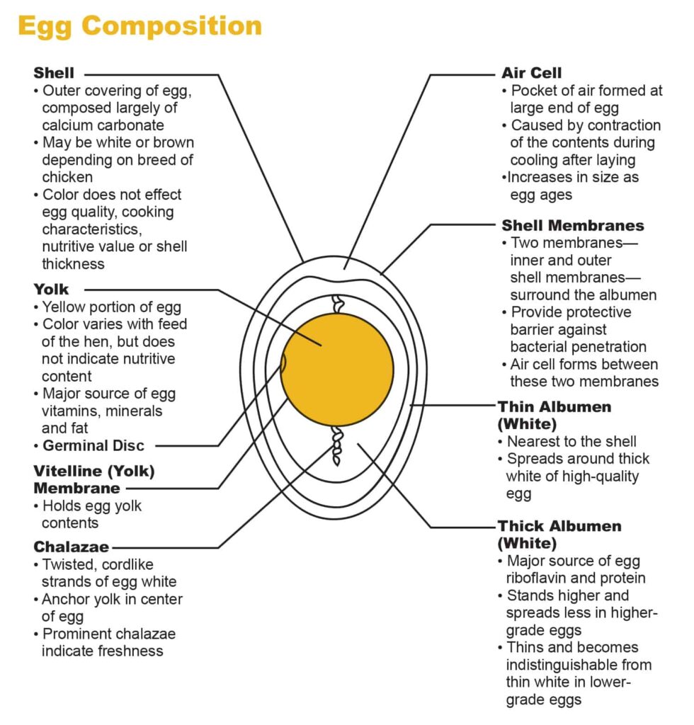Egg Nutrient Composition