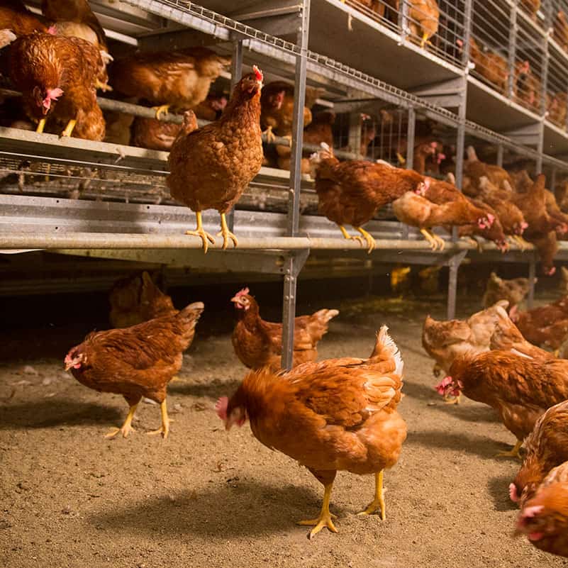 hens